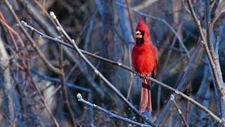 Cardinal sings his heart out in Syracuse [upl. by Kanor]