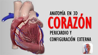 ANATOMÍA DEL CORAZÓN EN 3D  CONFIGURACIÓN EXTERNA Y PERICARDIO [upl. by Maitland890]