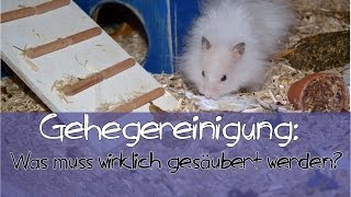 Gehegereinigung bei Hamstern Was muss gesäubert werden TIPPS [upl. by Atonsah158]