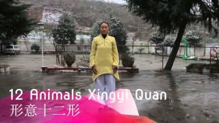 12 Animals Xingyi  Wudang Dragongate Kungfu School [upl. by Aserahs]