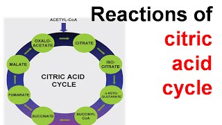 kreb cycle biochemistry  citric acid cycle biochemistry cycle carbohydrate metabolism biochemistry [upl. by Ahsil]