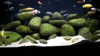 130g African Cichlid Mbuna Aquarium  Tank  Natural Lake Malawi Biotope [upl. by Gass]