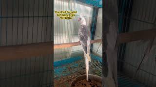 Pearl Pied Self Eating Cockatiel Chick Beauty birds exoticbirdsfarm birdslover qualitybirds [upl. by Yenhoj]