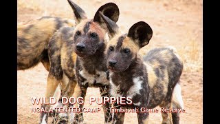 WILD DOG PUPPIES  Ngala Tented Camp  Timbavati Game Reserve  Kruger National Park [upl. by Lanna]