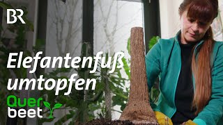 Elefantenfuß umtopfen  Tipps von Sabrina [upl. by Durante]