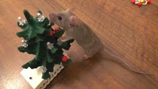 Mouse decorates the Christmas tree Original [upl. by Ocsecnarf]