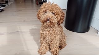 Toy poodle Harvey doing things  RIRI VLOG 15 [upl. by Nhguavahs]