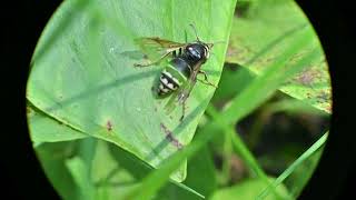 Parasitic Yellow Jackets Dolichovespula arctica and Gratiola neglecta Clammy Hedgehyssop [upl. by Sgninnej932]