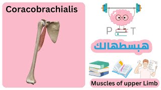 coracobrachialis upperlimbهبسطهالك [upl. by Ainessey468]