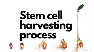 Apheresis Harvesting life Step by step [upl. by Atikim]