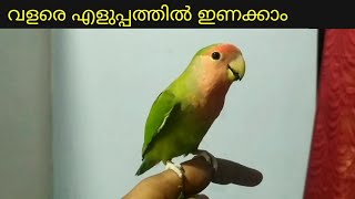 African Love Bird Training In MalayalamHow To Tame Love Birds In Malayalam Nattustories [upl. by Drarrej286]