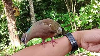 maamo na inakay my potential gawing pangati alimokonhunting subscribemychannel birdhunter [upl. by Onairotciv]