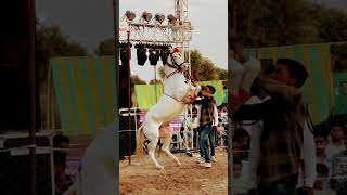 Horse amazing talent dancing 💃 [upl. by Amor]