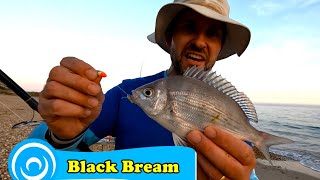 Wrasse and Bream at Hengistbury [upl. by Nilahs]