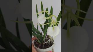 🌸 Brassavola Nodosa  Easiest to Grow Cattleya Species [upl. by Phaedra]