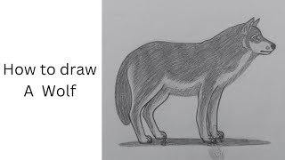 How to draw a Wolf🐺  Pencil Shadow drawing  Step by step drawing👍 malifearts [upl. by Ahterod102]