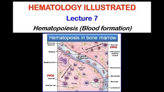 Hematology Lecture 72020 [upl. by Natale]