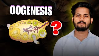 OOGENESIS  REPRODUCTION CLASS 12  NEET  KINGDOM OF BIOLOGY [upl. by Dorej]