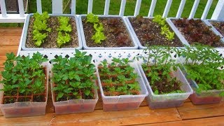 How to start a Container Garden from Seed Easy STEP by STEP grow vegetables plant organic [upl. by Neil]