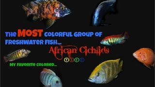 My Favorite Colored African Cichlids [upl. by Dav]