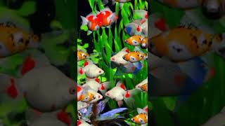 FISH COLOUR AQUARIUM fish shorts ikanglofish world ikan koi 154 [upl. by Townshend568]