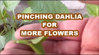 Pinch Out Dahlias for more flowers  Dahlia Plant Care and Tips [upl. by Ttelrahc]