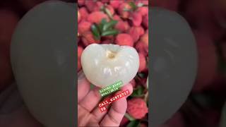 litchi plantnursery litchi shortvideo [upl. by Adleme]