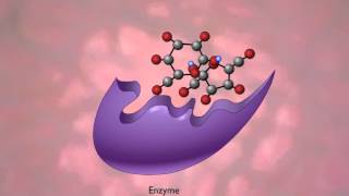 An Example of Hydrolysis of Proteins Sucrose  A Level Biology [upl. by Aleksandr]