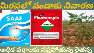 SaafPlantomycin usage in chilli crop పండాకు తెగులు నివారణ [upl. by Metabel]