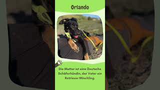 Verspielter Orlando sucht seine Menschen 🐶 zuhausegesucht [upl. by Akirea]