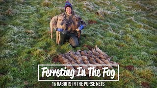 Ferreting In The Fog  16 rabbits in the purse nets [upl. by Neeham]