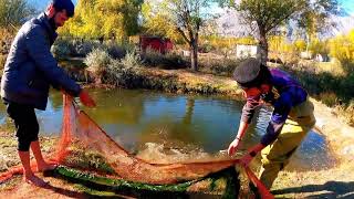 Fishing Trout Fish At Ghizer River  Trout Fishing With Net  How you make Daily Fishing Liesence [upl. by Ty]