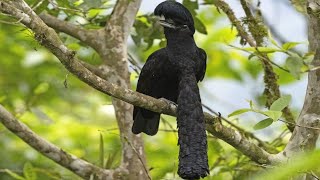 LongWattled Umbrella Bird  Animal of the Week [upl. by Danae]