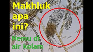 Mencari Protozoa pada air kolam [upl. by Sulrac]