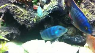 Juwel rio 180 malawi cichlid Fish tank Aquairum setup [upl. by Langan391]