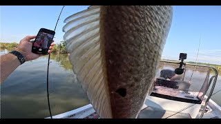 Milo the Yorkie Lands Massive Redfish Speckled Trout White Trout in Ocean Springs Mississippi [upl. by Goldfarb]