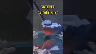 একুরিয়ামের মাছ  আরবের Habibi Fish  🐬👳‍♀️ fish arab aquarium habibicometodubai habibi মাছ [upl. by Pinckney]