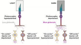 Receptive Fields and ONOFF Center Bipolar Cells [upl. by Atener74]