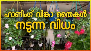 ഹാങിംഗ് വിങ്കാ  നിത്യകല്യാണി തൈകൾ നടുന്ന രീതി  Hanging vinca plant potting method [upl. by Laikeze]