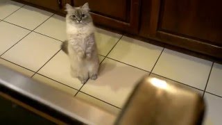 Pumkin Munchkin Cat Kitten Begging For Treats [upl. by Friedberg]