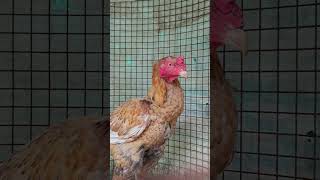 sandaseval videos  sandakoli valarppu  kattu seval shorts birds rooster love birds [upl. by Anom]