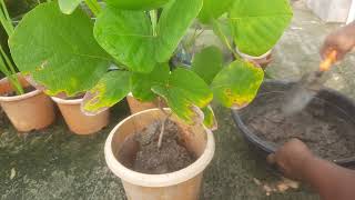 Palash Plant Repotting  পলাশ গাছের পুনরায় প্রতিস্থাপন [upl. by Galvin140]