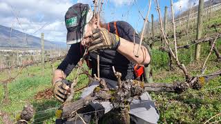 Taille Vigne Cordon Royat 1oeil Franc  taille physiologique  méthode Mr Bourdarias [upl. by Atoiganap]