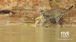 Jaguar vs Anaconda in Brazil [upl. by Yelrahs]