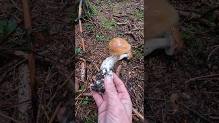 Boletus edulis Oktober 6th shorts new nature forest trending viralshort wood pilze cèpes [upl. by Atauqal]