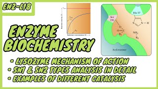 Lysozyme  Mechanism of Action  SN1 amp SN2 types  Enzyme Biochemistry  EnzL  in UrduHindi [upl. by Leirej]