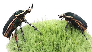 Mecynorhina torquata ugandensis Big Pair Part I [upl. by Garrard]