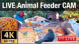 LIVE 4K 60fps Bird Feeder Cam  Hedgehog amp Bird Watching 3D Audio ASMR HQ [upl. by Imeon]