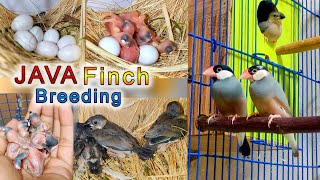 Java Finch Breeding  Eggs lying to hatching full breed full video [upl. by Atsed]