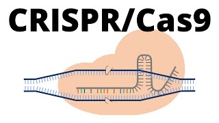 How CRISPR Cas9 works animation explained in 1 minute [upl. by Darrow]